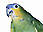 Pedrinho (Parrot)