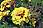 Marigold Flowers in an English Garden