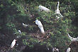 Herons on a Tree