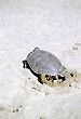 Turtle Preparing a place to lay eggs