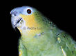 Pedrinho the parrot