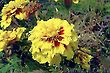 Marigold Flowers in an English Garden