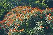 Tulip Tree Flower