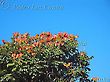 Tulip Tree Flower