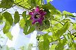 Passion Fruit and Passion Fruit Flower