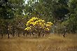 Ipe Tree - Yellow Flowers