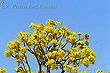 Bees and Yellow Ipe Tree Canopy Flowers