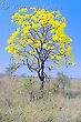 Yellow Ipe Tree