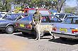 Brazilian army soldier and dog