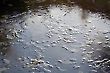 Tree Leaves on a Frozen Pond