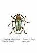 Coleoptera Cerambicidade