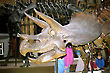 Triceratops Skull